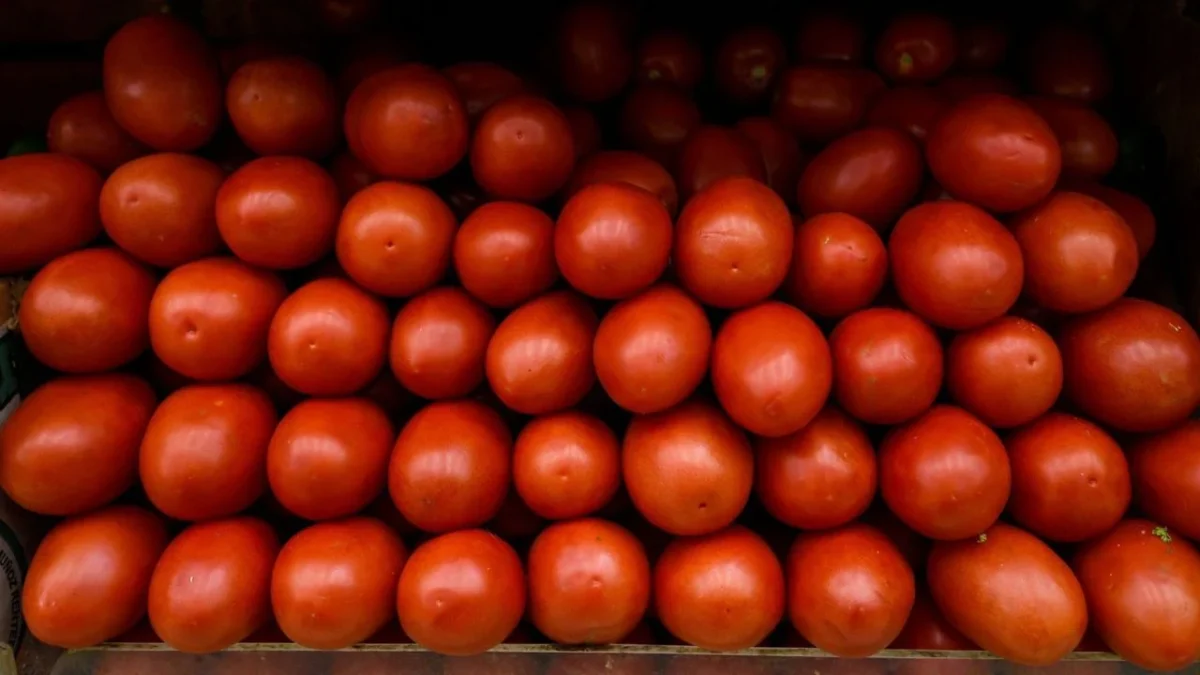 México establece precios mínimos de exportación para jitomate fresco hacia EE.UU.