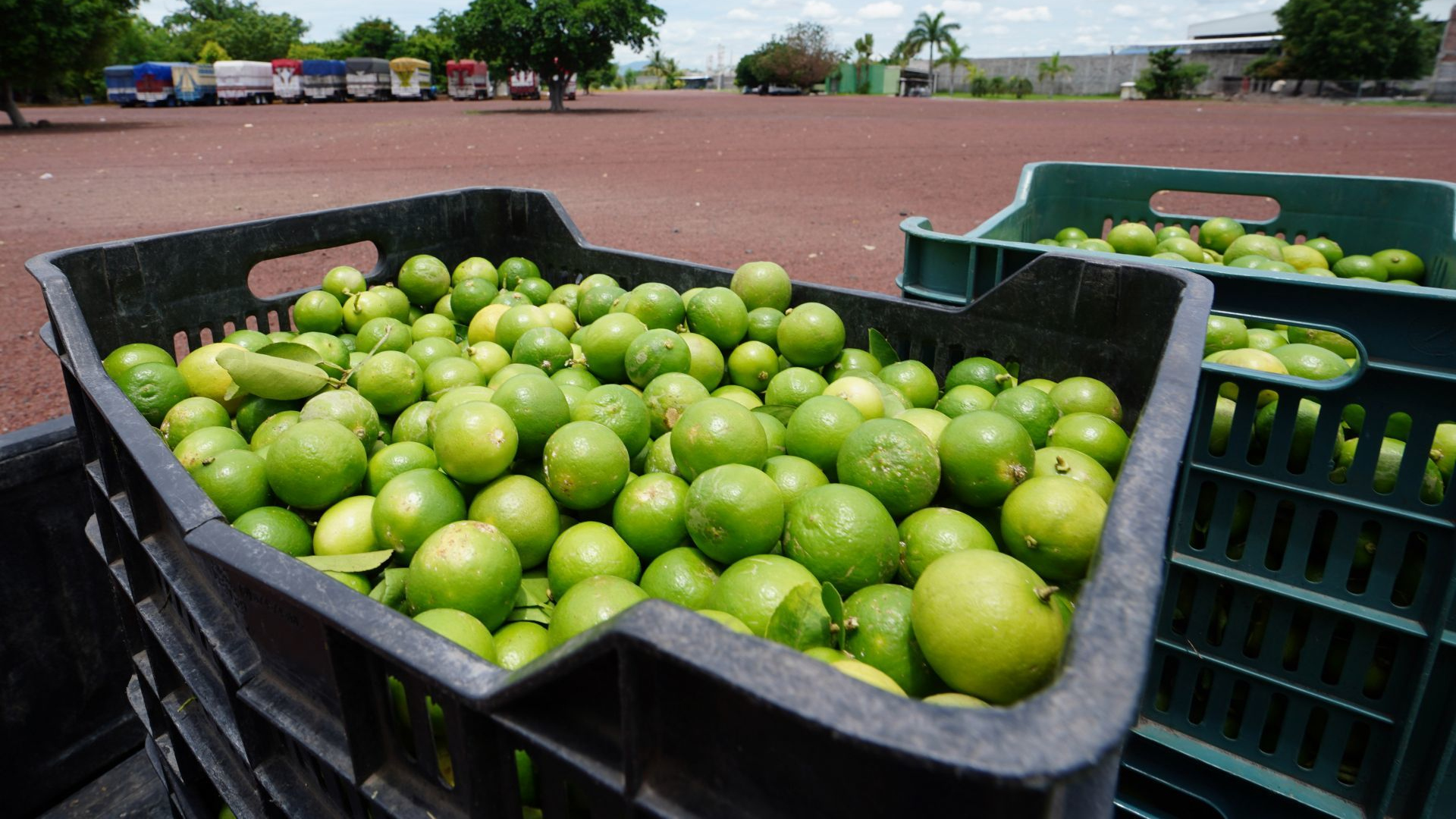 Reforzarán seguridad en Michoacán para proteger a productores de cítricos