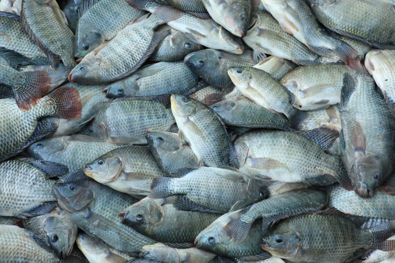 “Pescando Vida” impulsa la economía rural en Tabasco