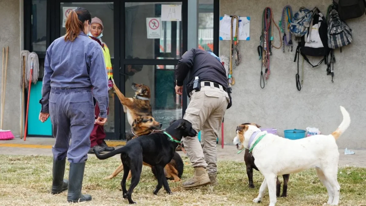 Gobierno no devolverá animales al Refugio Franciscano mientras no haya condiciones: Sedema