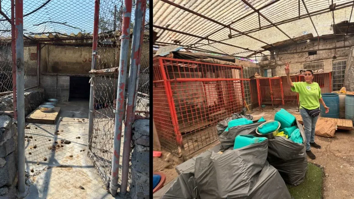 Regresan predio al Refugio Franciscano tras desalojo; acusan a fundación de asesinar animales
