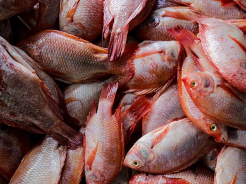 Camarón, mojarra y robalo lideran la demanda en Cuaresma 2026