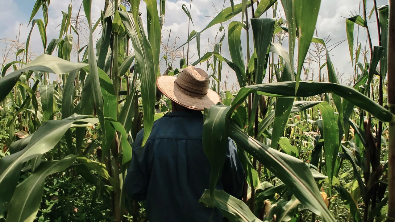 Chiapas prevé cosechar 35 mil toneladas de maíz blanco en 2026