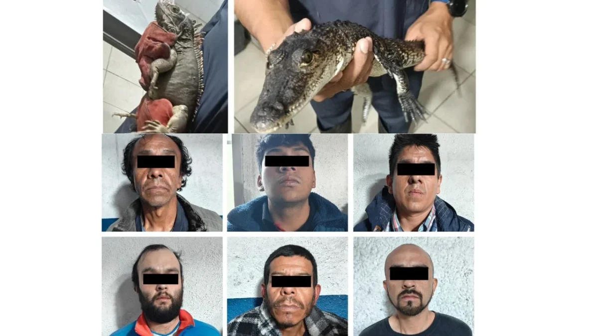 Caen seis con droga y fauna exótica en Venustiano Carranza, CDMX