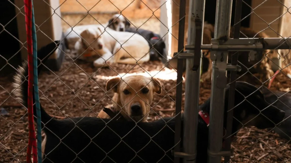 Retrasan regreso de animales al Refugio Franciscano