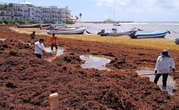 Semar intensifica combate al sargazo; ya recolectó más de 63 mil toneladas en Quintana Roo