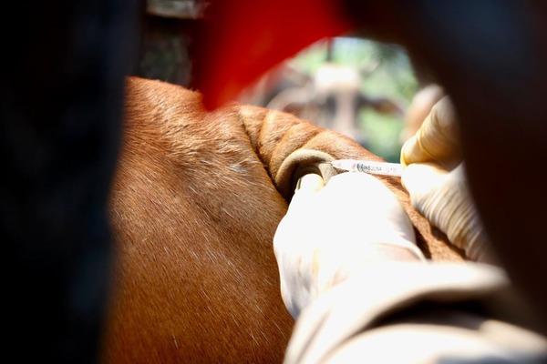 Impulsan sanidad ganadera en Tabasco