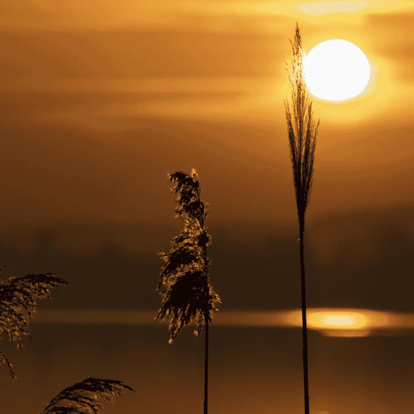Solsticio de verano 2026: qué significa y a qué hora inicia en México