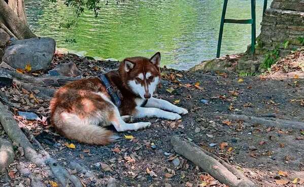 Jueza ordena pensión alimentaria para un perro tras divorcio en Tabasco