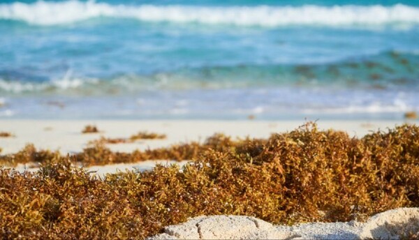 Semarnat reconoce nivel «gravísimo» por llegada masiva de sargazo a Quintana Roo