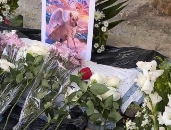 Adiós a «Cuetes», el perro símbolo de Yajalón, Chiapas