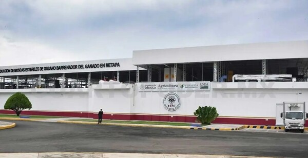 Liberan primeras moscas estériles contra el gusano barrenador