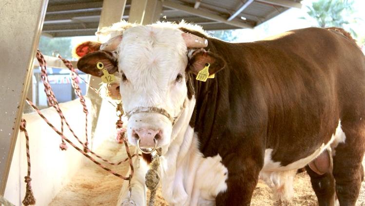 Gusano barrenador llega a Chihuahua; confirman primer caso en Hidalgo del Parral