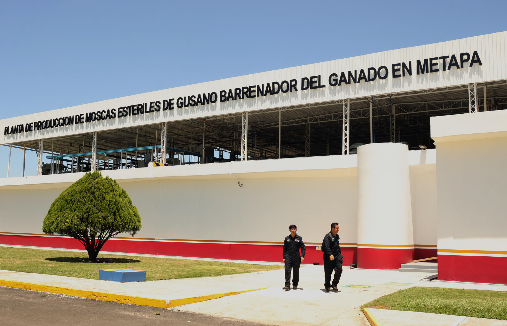 Moscas estériles en Chiapas reabrirán frontera ganadera con EU
