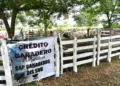 Crédito Ganadero prevé cerrar 2026 con 3 mil crías