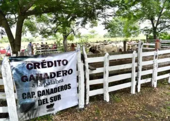 Crédito Ganadero prevé cerrar 2026 con 3 mil crías