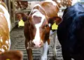 Prevén ganaderos mexicanos moderación en exportación de carne con reapertura en frontera con EU