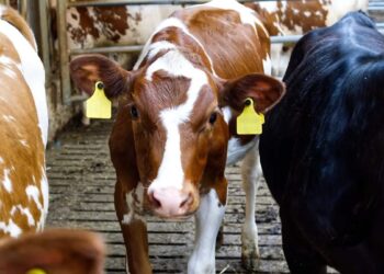 Prevén ganaderos mexicanos moderación en exportación de carne con reapertura en frontera con EU