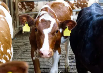 Prevén ganaderos mexicanos moderación en exportación de carne con reapertura en frontera con EU
