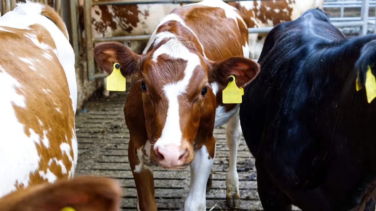 Prevén ganaderos mexicanos moderación en exportación de carne con reapertura en frontera con EU