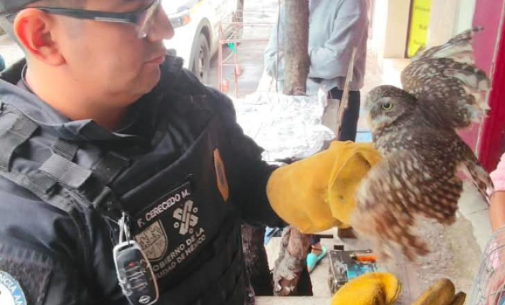 Brigada Animal rescata a búho enano con dificultades para volar en Benito Juárez