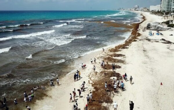 Sargazo reduce llegada de turistas al Aeropuerto de Cancún