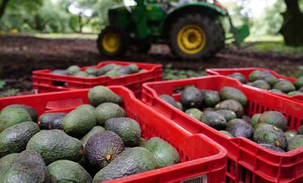 EE.UU. suspende actividades en Michoacán y frena exportaciones de aguacate