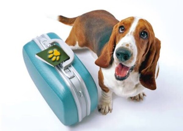 Congreso de CDMX analiza crear pensión alimenticia para perros