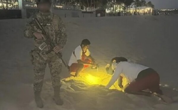 Resguardan 10 mil huevos de tortuga golfina en Baja California Sur