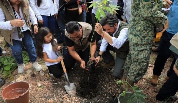 Chiapas supera el millón de árboles plantados en jornada nacional