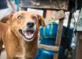 SSPC alerta por fraudes en falsas campañas de adopción y rescate animal
