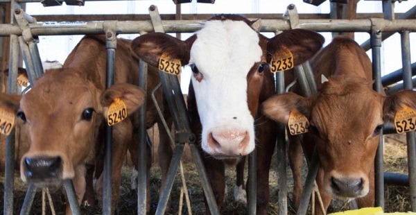 Ganaderos impulsan alianza para una producción más sustentable