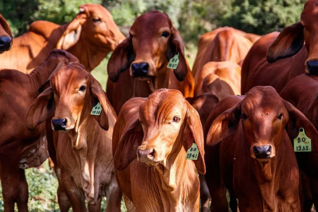 Sedap fortalece combate a tuberculosis bovina en Tabasco