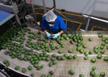 EE.UU. reanuda operaciones en Michoacán y se normaliza exportación de aguacate