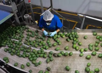 EE.UU. reanuda operaciones en Michoacán y se normaliza exportación de aguacate