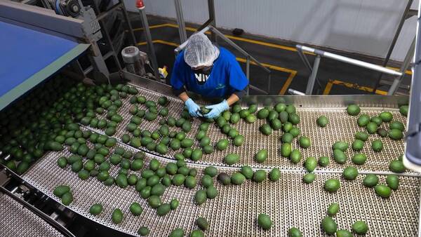 EE.UU. reanuda operaciones en Michoacán y se normaliza exportación de aguacate