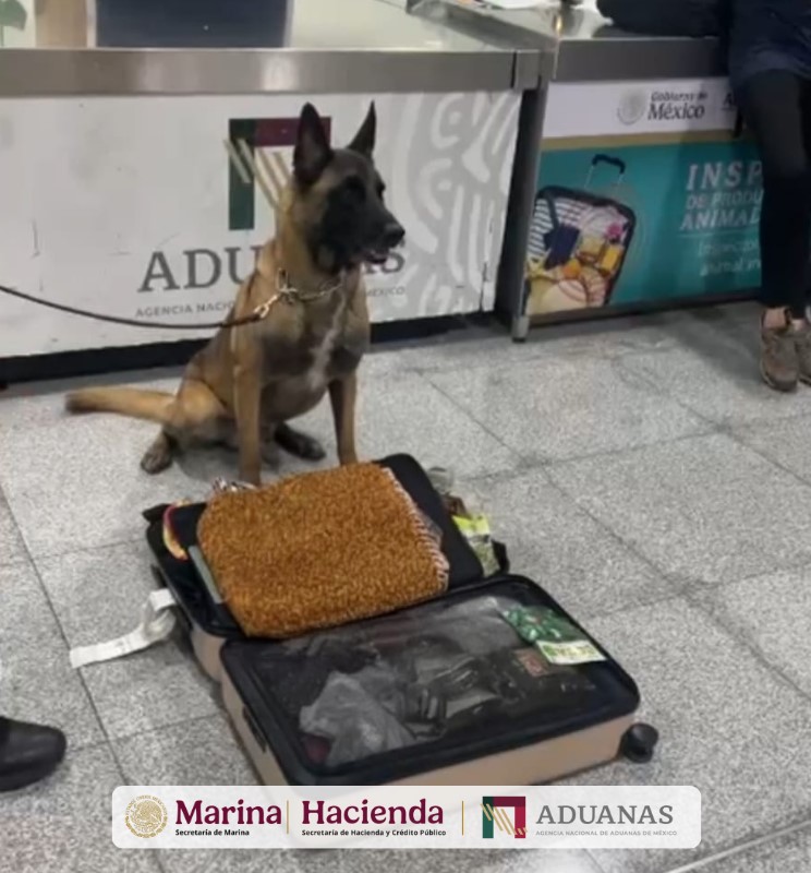 Max IV logra dos decomisos de droga en un día