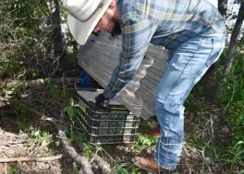 Chihuahua libera 15 millones de moscas estériles contra el gusano barrenador