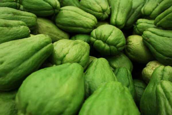 Alertan por riesgo de extinción de parientes del chayote
