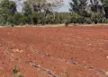 Sequía se extiende por la Península de Yucatán y alcanza 19 municipios