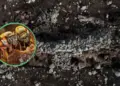 Hallan meliponario prehispánico que revela ancestral crianza de abejas mayas