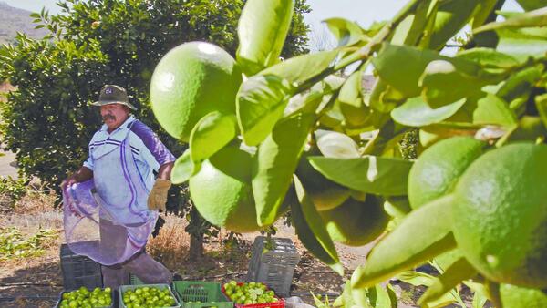 Yucatán impulsa producción y exportación de limón persa