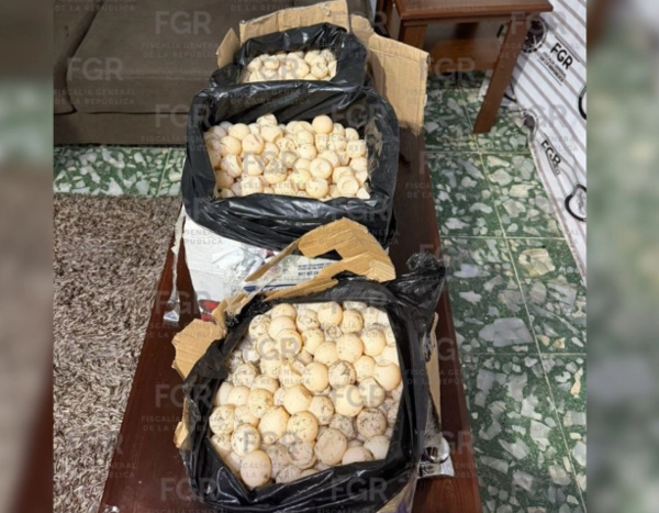 Detienen a traficante con mil 800 huevos de tortuga entre Oaxaca y Chiapas