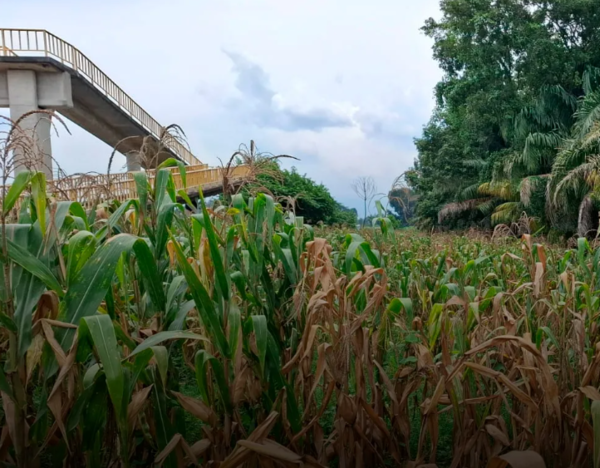 Conagua invierte más de 800 mdp en infraestructura hídrica para enfrentar sequía en Chiapas