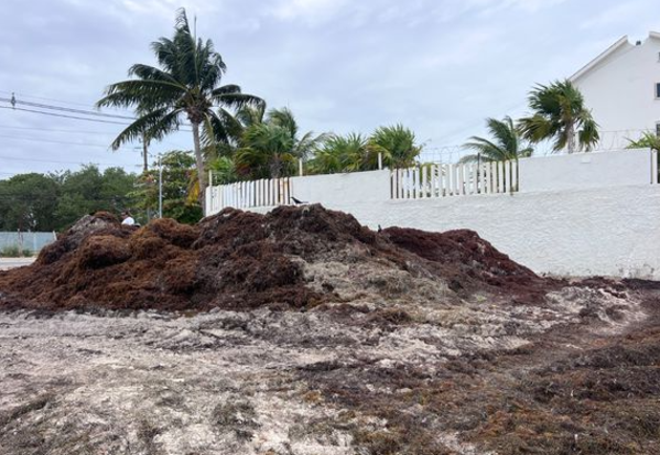 México y Francia alistan alianza contra el sargazo en el Caribe