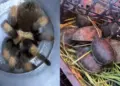 Hallan 95 animales silvestres ocultos en un autobús en Chihuahua