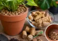 No tires los corchos: pueden ayudar a tus plantas
