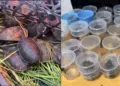 Profepa asegura 75 tarántulas y 20 tortugas que eran transportadas en un autobús en Chihuahua
