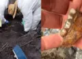 Lo que sabemos sobre el presunto hallazgo de dientes de leche en Michoacán