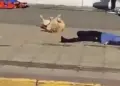Perrito se roba las miradas durante Simulacro Nacional en Tehuacán, Puebla l VIDEO